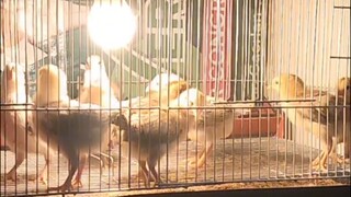 MALALAKI NA SILA 🐣