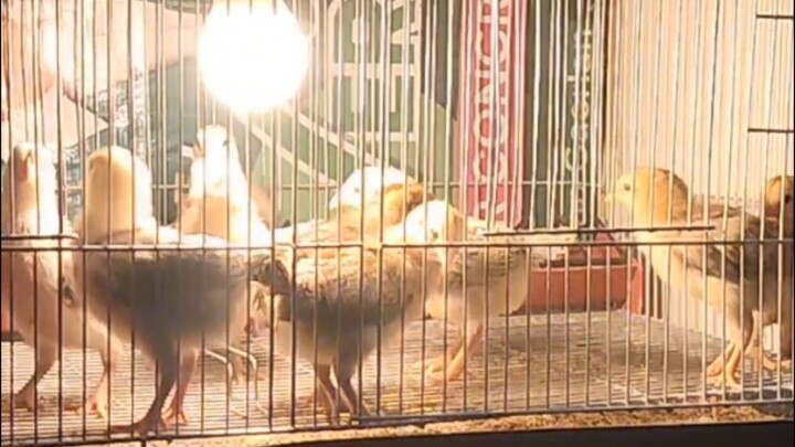 MALALAKI NA SILA 🐣