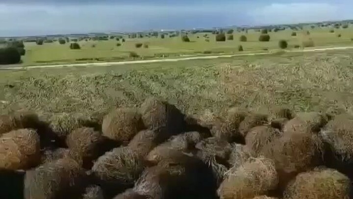 A huge wave of tumbleweeds