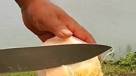 Dừa đen, tò mò không biết vì sao sau khi đông đá thì vỏ lại dễ xử lý đến vậy?