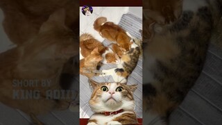 Lu Ketawa, Lu Harus Mandi Lagi - Tahan Tawa Versi Kucing Part 34 #shorts