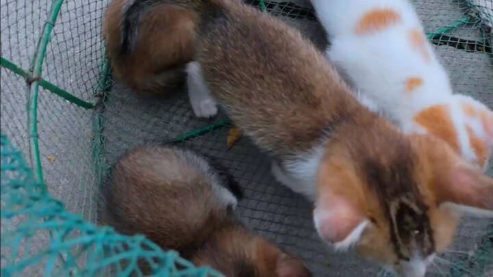 Saat memancing, saya menemukan satu sarang anak kucing yang terpisah dari induknya