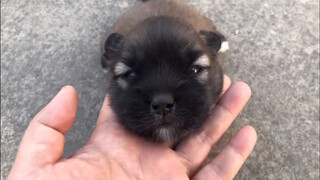 Bayi Anjing Ditelantarkan Ibunya, Lapar hingga Menggigit Cakar Sendiri