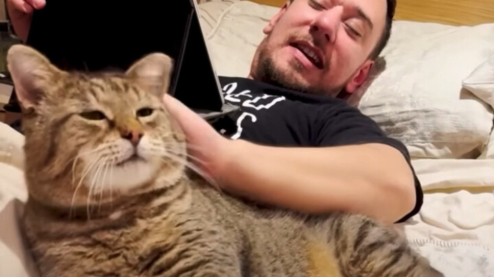 A foreign family adopted a stray large tabby cat; from an initially domineering and wild feline to o