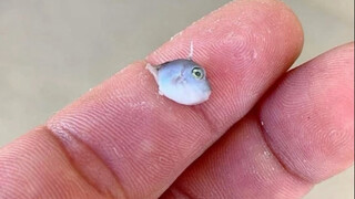 سمكة الزناد: أتقنت منذ الصغر التكنولوجيا الأساسية لـ "الإمساك بالعنق"