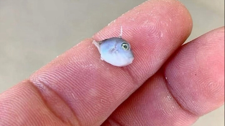 Triggerfish: Mastering the Core "Chokehold" Technology From a Young Age