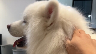 หูของสุนัขซาโสมีความสนุกมากจริงๆ