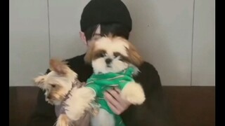 檀小呆是用来宠的，檀力球是用来玩的