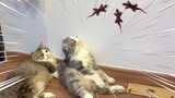 TROLL MÈO NHƯ VIDEO TIKTOK | The Happy Pets #111
