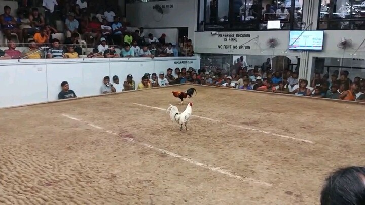 My White Kelso x Sweater. Win