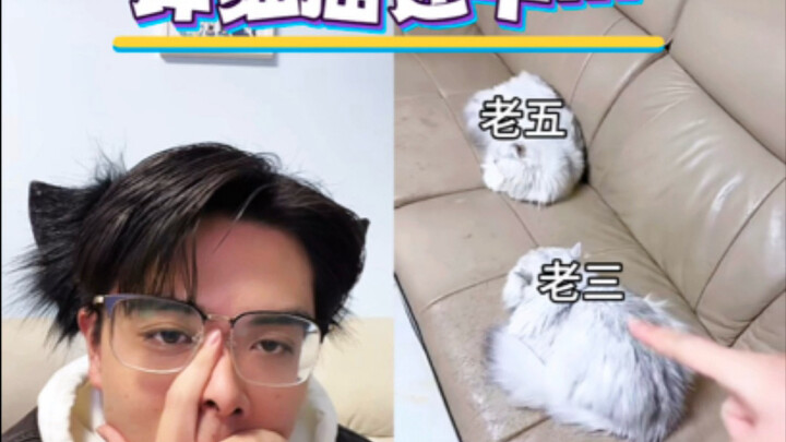 การไกล่เกลี่ยด้วยภาษาแมว! นักไกล่เกลี่ยมือทองออนไลน์แล้ว!! นี่แหละคือความเป็นมืออาชีพ!