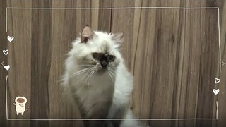 Play | Cat Vlog #31