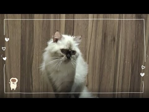 Play | Cat Vlog #31