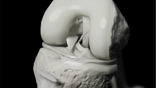 可视化生物机械运动