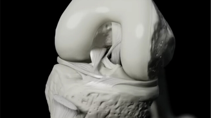 可视化生物机械运动