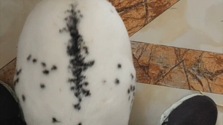 طفل ممتلئ وملتصق!