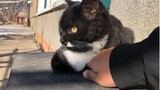 [สัตว์]ล้อเล่นกับแมวดำตัวน้อย