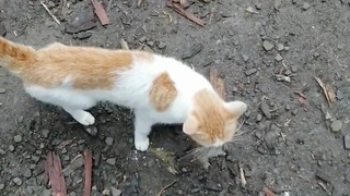 Itu benar-benar kucing pedesaan!