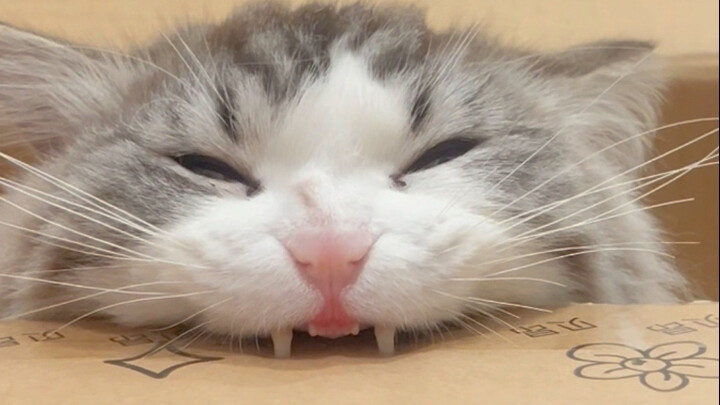 Iron Teeth and Copper Mouth Bookbinding Cat