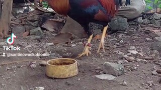 Stag..  gagawin kita cock