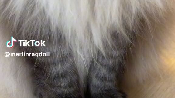 cute cat😻