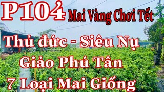 Mai vàng chơi tết p104 | 0377022714 Long | Thủ Đức - siêu nụ - phú tân - 7 loại mai giống