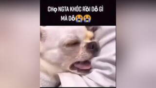 Chọc cho khóc xong đi dỗ ngta làm gì 😂cute yeudongvat thucung fyp pet dog