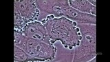 Mitosis in an animal cell Under the Microscope