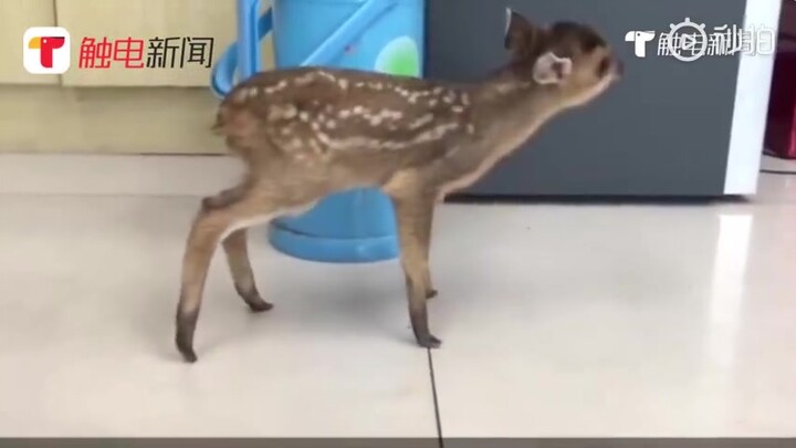 超萌小黄麂闯进派出所，民警惊呆了
