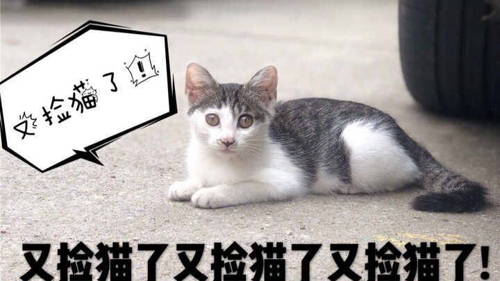 Sebulan setelah mengangkat kucing terakhir kali, UP主 kembali mengangkat kucing lagi! Memang benar-be