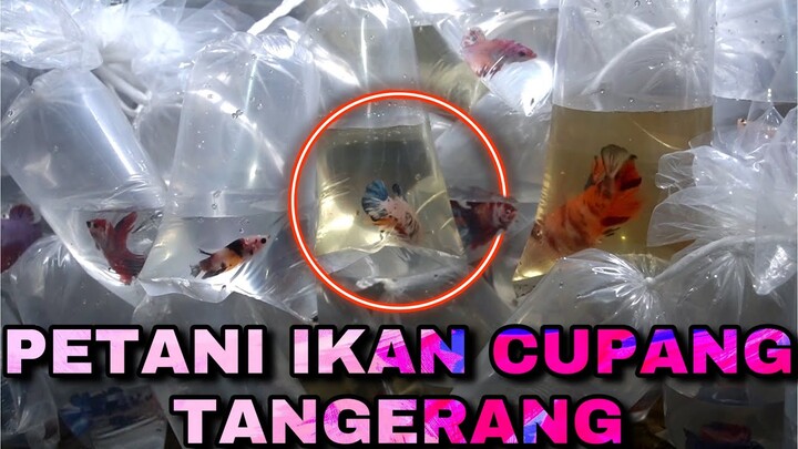 PETANI CUPANG BISA DAPET 2 JUTA LEBIH DALAM SEHARI ????