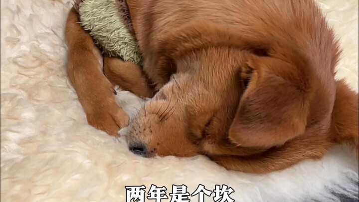 Nếu ngay cả hai năm cũng không thể đảm bảo thì đừng nuôi chó nữa