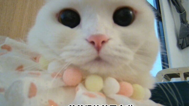 Lén xem cô nàng kem sữa cả ngày làm gì!