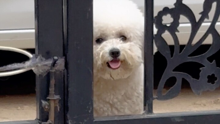 When the pup sneaks out to play… Mom, I’m back from hanging out!