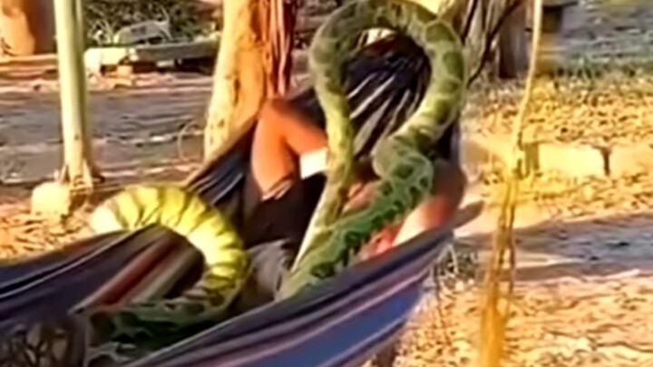 Snake: Go ahead and flip! Let’s see who can outflip you 🤣