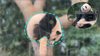 210529 Fu Bao destroyed a small tree (was not recorded). Grandpa checks to see if he hurt his genitals