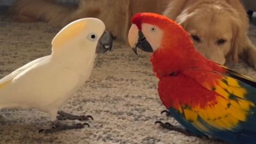 Two Parrots Dancing While Sara Films 🦜🦜📱 #ParrotDance #BirdParty #PetShow #HomeComedy #ViralReels