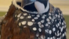 A foreign guy left his girlfriend’s little chick behind after their breakup; after raising it, he di