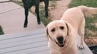 The dog went outside to play, made a friend, and brought him home to play with