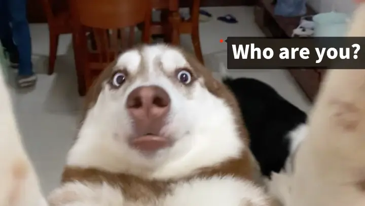 Husky: See What My Owner Would Do If I Pretend He's A Stranger