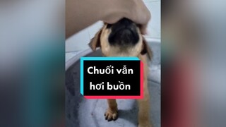Mọi người tranh thủ yêu e Chuối tí đợi tớ mua sữa về cho e ha...cunyeucuadua chó chócon chókhôn chócute