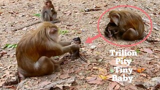 Trilion Pity!!,Monkey Mistreats Poor Tiny Baby Monkey Hopeless,Monkey Drag Baby Head Down Very Hurt​