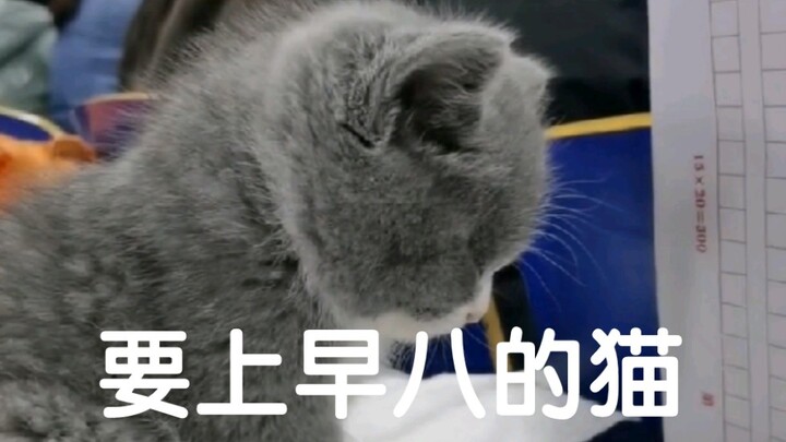 Inilah kucing yang harus bangun pagi-pagi sekali, sialan banget kuliah jam delapan pagi!!!