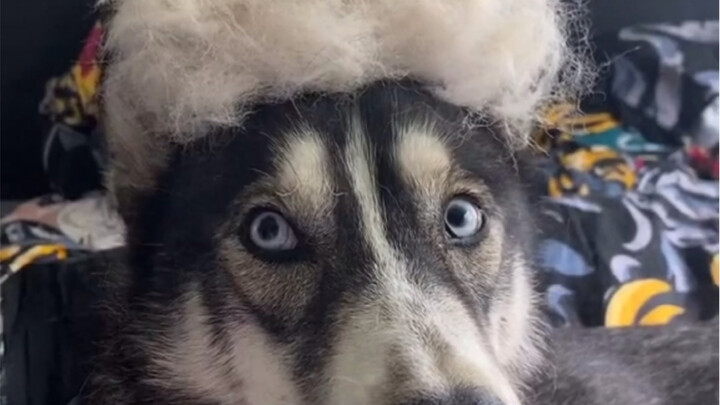 I can no longer tell which one is the real dog.