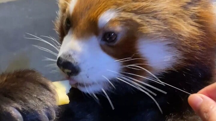 แพนด้าเล็กตัวนี้น่าจะปลอมนะ……ทำไมไม่โกรธเลยล่ะ?