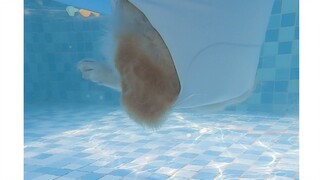 Some dogs look average above water, but they are amazing underwater.