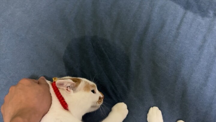 A Mi: My urge to pee is like my longing for you—overwhelming and unstoppable!