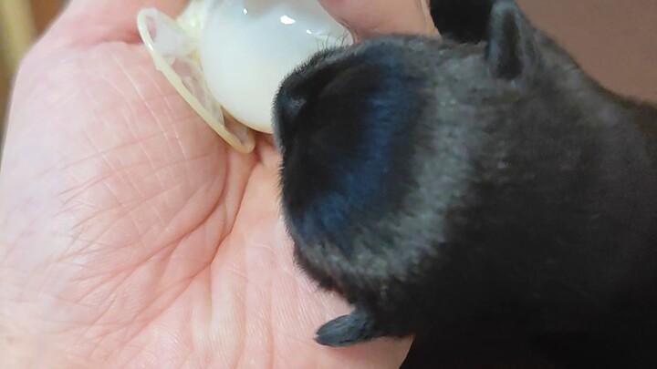 Lagi-lagi ketemu anak anjing yang begitu bersemangat!