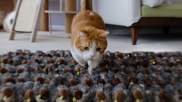 [Retreat Guide] 100 birds suddenly appeared at home, the cat went crazy, just charge! [Huahua and th