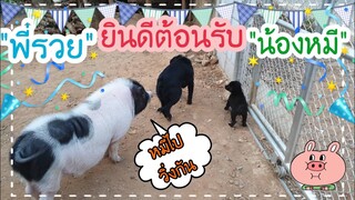 พาน้อง🐕หมีมาทำความรู้จักกับน้องรวย🐖